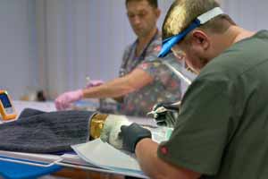 Ветеринарна стоматологія Vetden