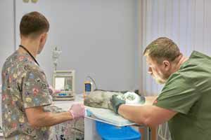 Ветеринарна стоматологія Vetden