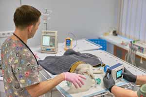 Ветеринарна стоматологія Vetden