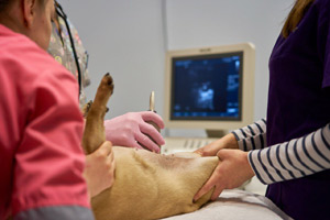 УЗД діагностика